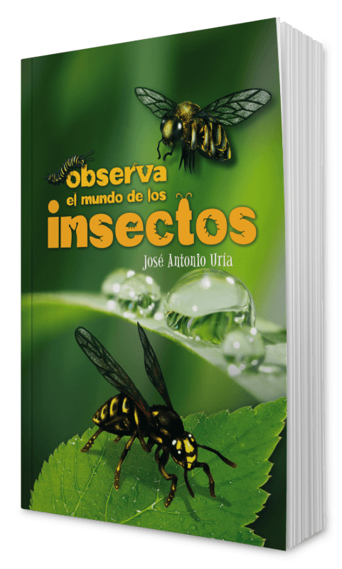 Observa el mundo de los insectos